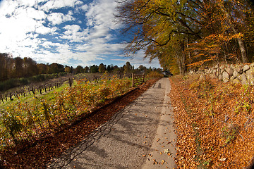 Image showing forest