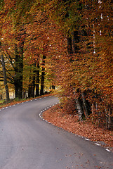 Image showing Autumn Road