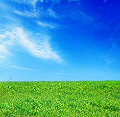 Image showing grass and sky