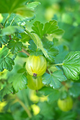 Image showing tree in garden