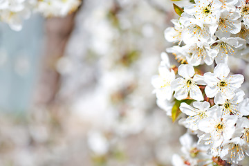 Image showing flowers