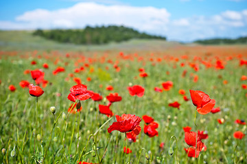 Image showing poppy field