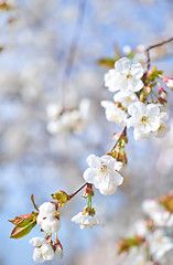 Image showing flowers