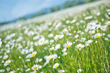 Image showing flowers