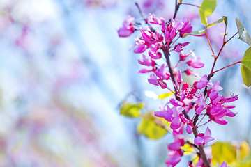 Image showing pink flowers