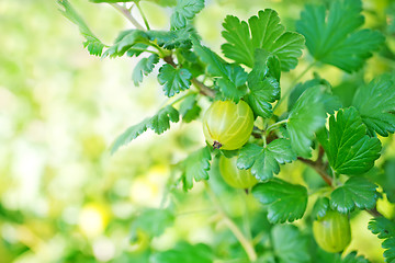 Image showing tree in garden