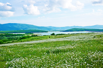 Image showing camomille field