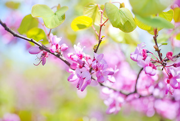 Image showing pink flowers