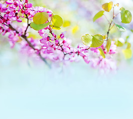 Image showing pink flowers