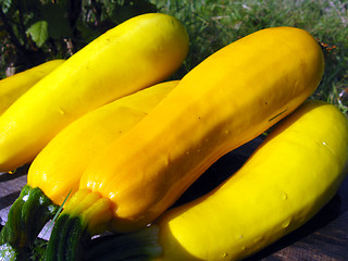 Image showing yellow squashes