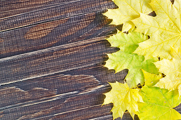 Image showing yellow leaves