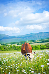 Image showing caws in field