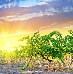 Image showing Nature in Crimea