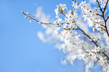 Image showing spring tree