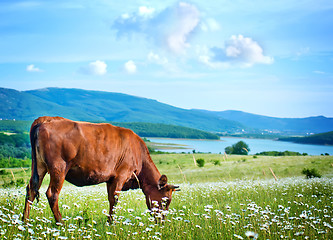 Image showing caws in field