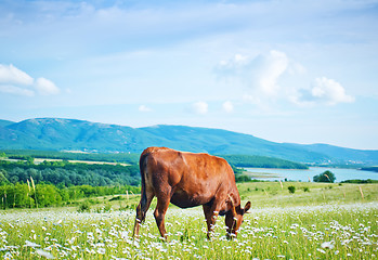 Image showing caws in field