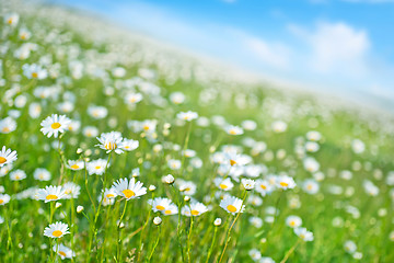 Image showing flowers