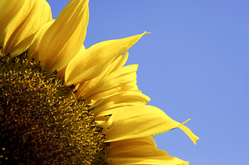 Image showing Single yellow sunflower against blue sky