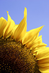 Image showing Single yellow sunflower against blue sky