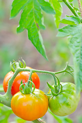 Image showing tomato