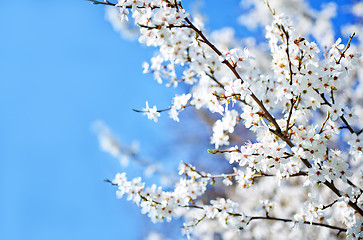 Image showing spring tree