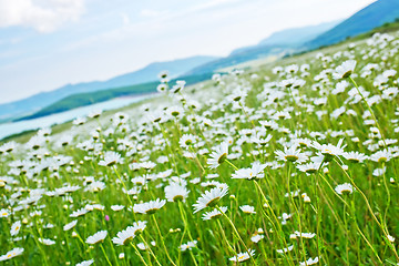 Image showing camomille field