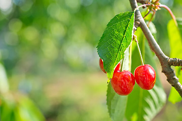 Image showing cherry