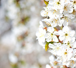 Image showing flowers