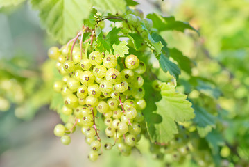 Image showing plant in garden