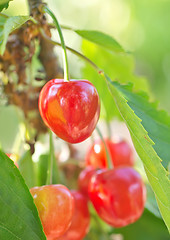 Image showing tree in garden