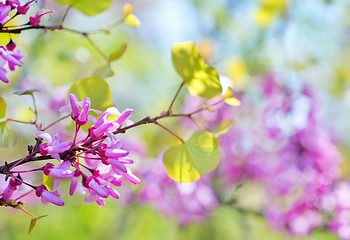 Image showing pink flowers