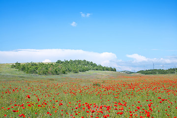 Image showing nature background