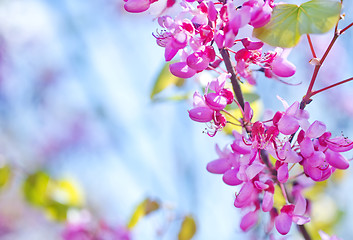 Image showing pink flowers