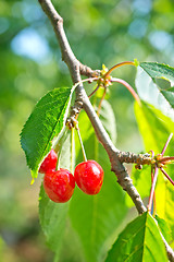 Image showing cherry