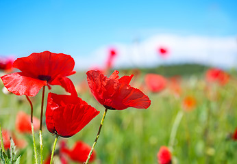 Image showing poppy field