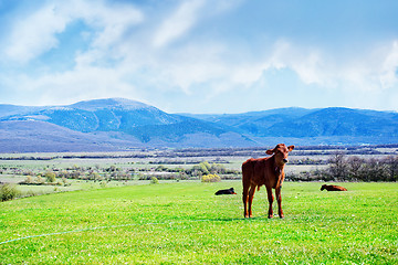 Image showing nature