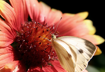 Image showing Red flower with a butterfly