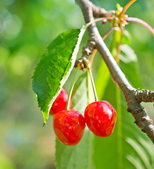 Image showing cherry