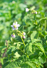 Image showing plant in garden