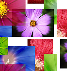 Image showing A lot pf pictures - flowers.