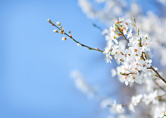 Image showing spring tree