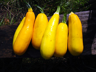 Image showing yellow squashes