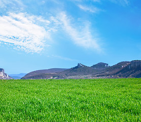 Image showing grass and sky