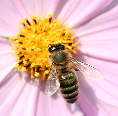 Image showing Pink flower