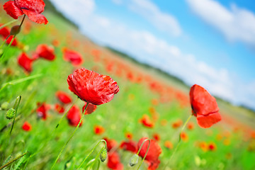 Image showing poppy field