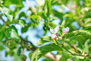 Image showing plant in garden