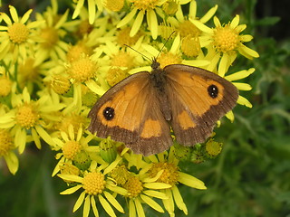 Image showing butterfly on daisies