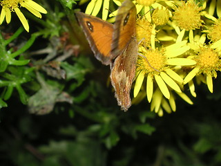 Image showing butterfly on daisies
