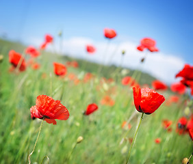 Image showing poppy field