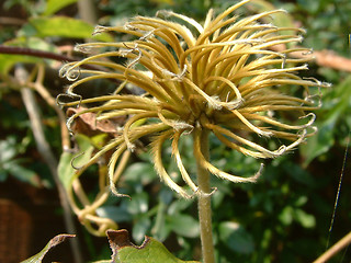 Image showing clematis seedhead